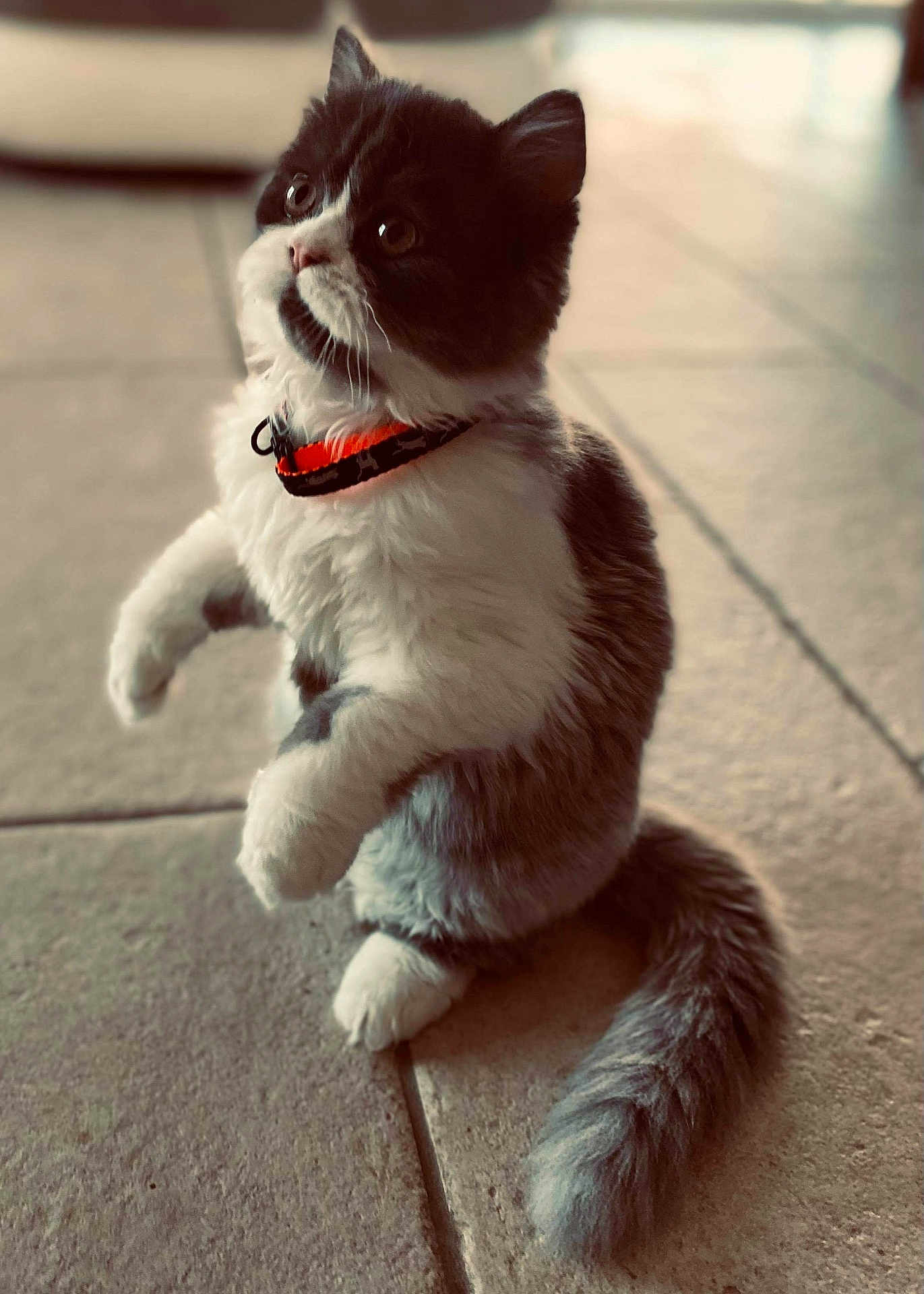 Snoppy a rejoint le concours — aidez-le/la à gagner de superbes lots ! cat, fluffy, black_and_white, orange_collar, standing, hind_legs, curious, wide_eyes, tiled_floor, indoor, pet, feline, tail, whiskers, cute, young_cat, fur, domestic_cat, alert, playful