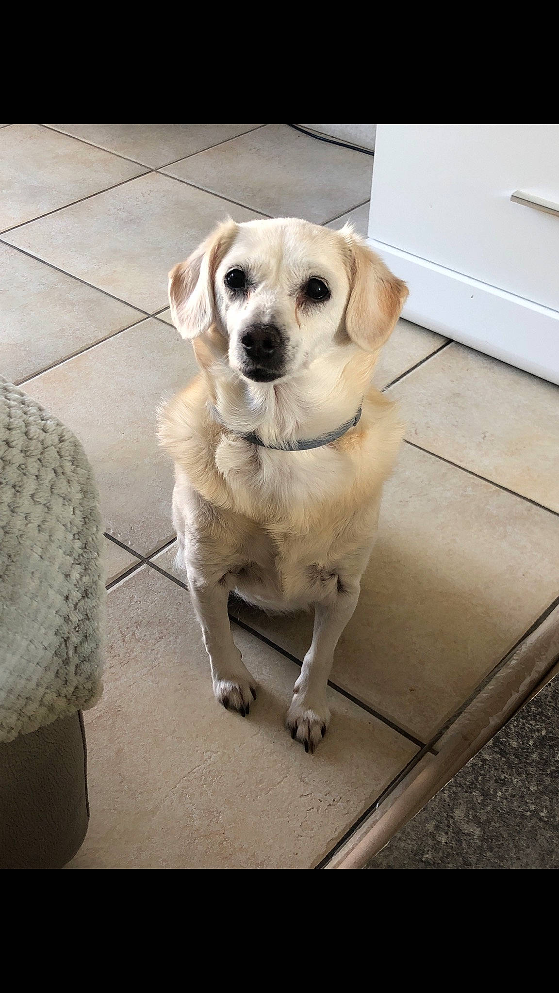 Lilie a rejoint le concours — aidez-le/la à gagner de superbes lots ! canidae, carnivore, collar, companion_dog, dog, dog_breed, dog_collar, fawn, floor, flooring, gun_dog, metal, paw, pet_supply, rectangle, snout, sporting_group, tail, whiskers, working_animal