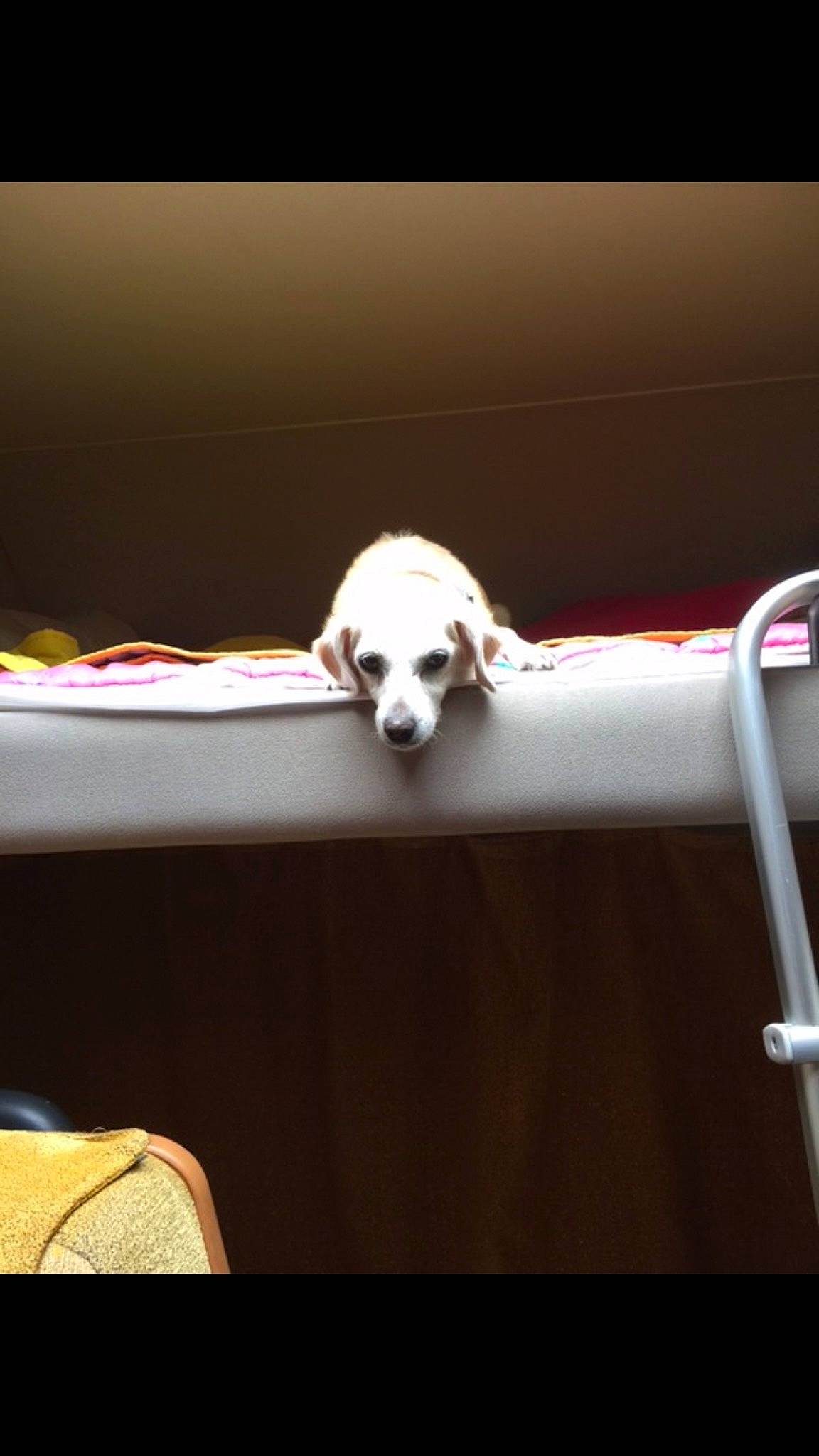 Lilie a rejoint le concours — aidez-le/la à gagner de superbes lots ! auto_part, canidae, carnivore, comfort, companion_dog, darkness, dog, dog_breed, fawn, linens, metal, non_sporting_group, paw, pet_supply, rim, sporting_group, still_life_photography, tail, wood, working_animal