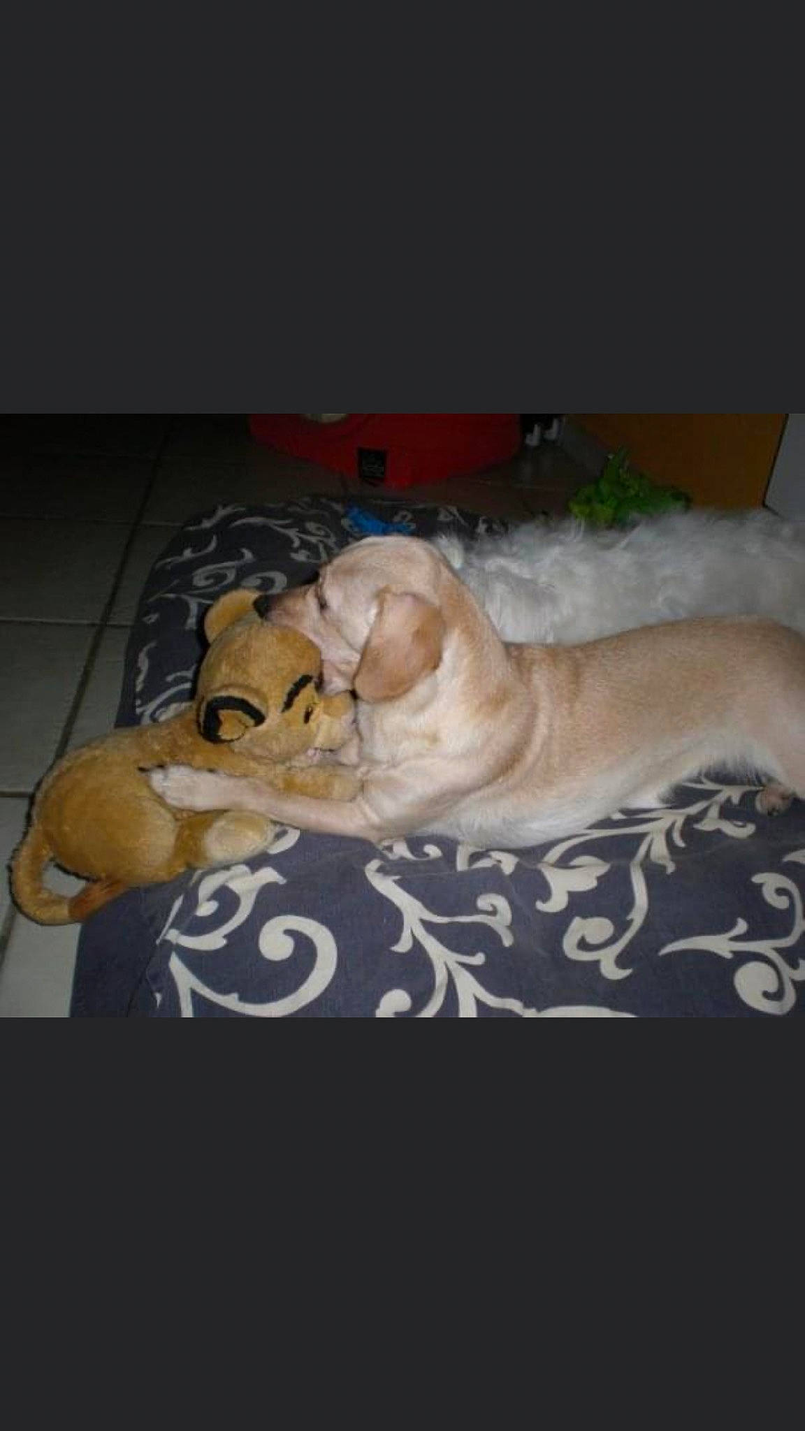 Lilie a rejoint le concours — aidez-le/la à gagner de superbes lots ! big_cats, carnivore, comfort, companion_dog, dog, dog_breed, fawn, felidae, fur, linens, paw, small_to_medium_sized_cats, snout, sporting_group, stuffed_toy, teddy_bear, terrestrial_animal, toy, vertebrate, whiskers