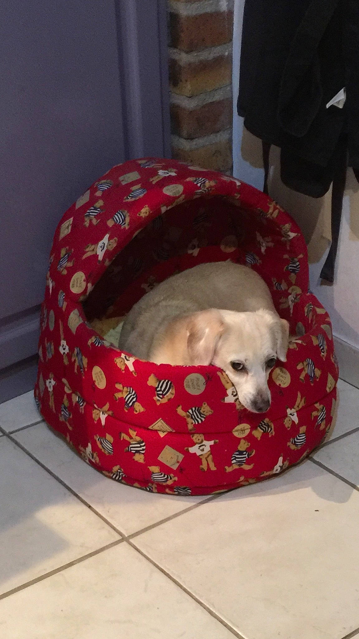 Lilie a rejoint le concours — aidez-le/la à gagner de superbes lots ! canidae, carnivore, comfort, companion_dog, dog, dog_bed, dog_breed, dog_supply, fawn, flooring, fur, nap, non_sporting_group, pattern, pet_supply, snout, sporting_group, terrestrial_animal, toy_dog, working_animal