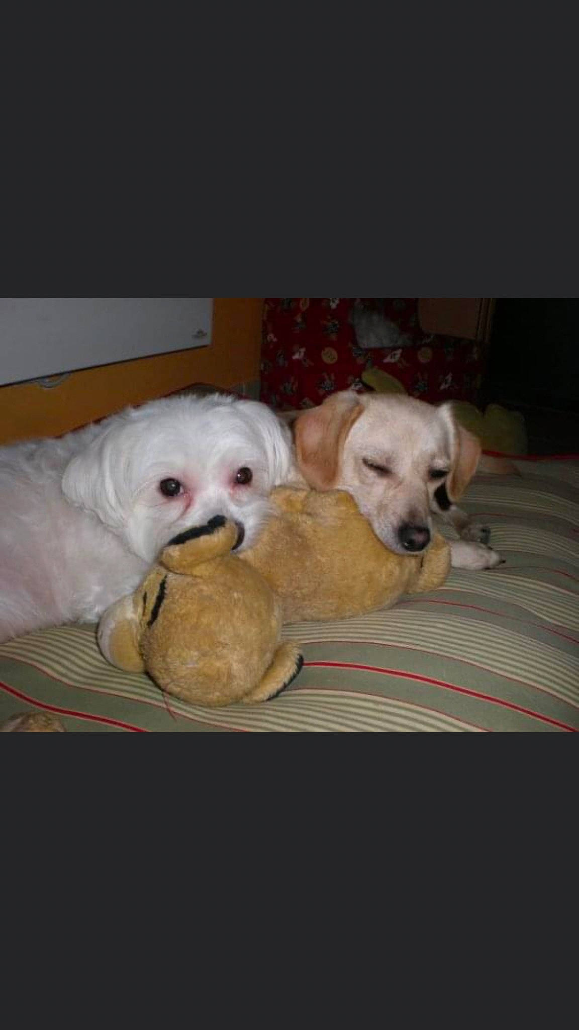 Lilie a rejoint le concours — aidez-le/la à gagner de superbes lots ! carnivore, comfort, companion_dog, dog, dog_breed, dog_supply, fawn, flooring, fur, labrador_retriever, paw, pet_supply, photo_caption, puppy_love, retriever, sporting_group, toy, toy_dog, vertebrate, working_animal