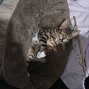 Fripouille participe au concours pour gagner de l'argent avec cette photo : cat, kitten, tabby, pet, sleeping, bed, soft, fluffy, indoor, cozy, feline, striped, paw, toy, blanket, resting, cute, animal, young, relaxed