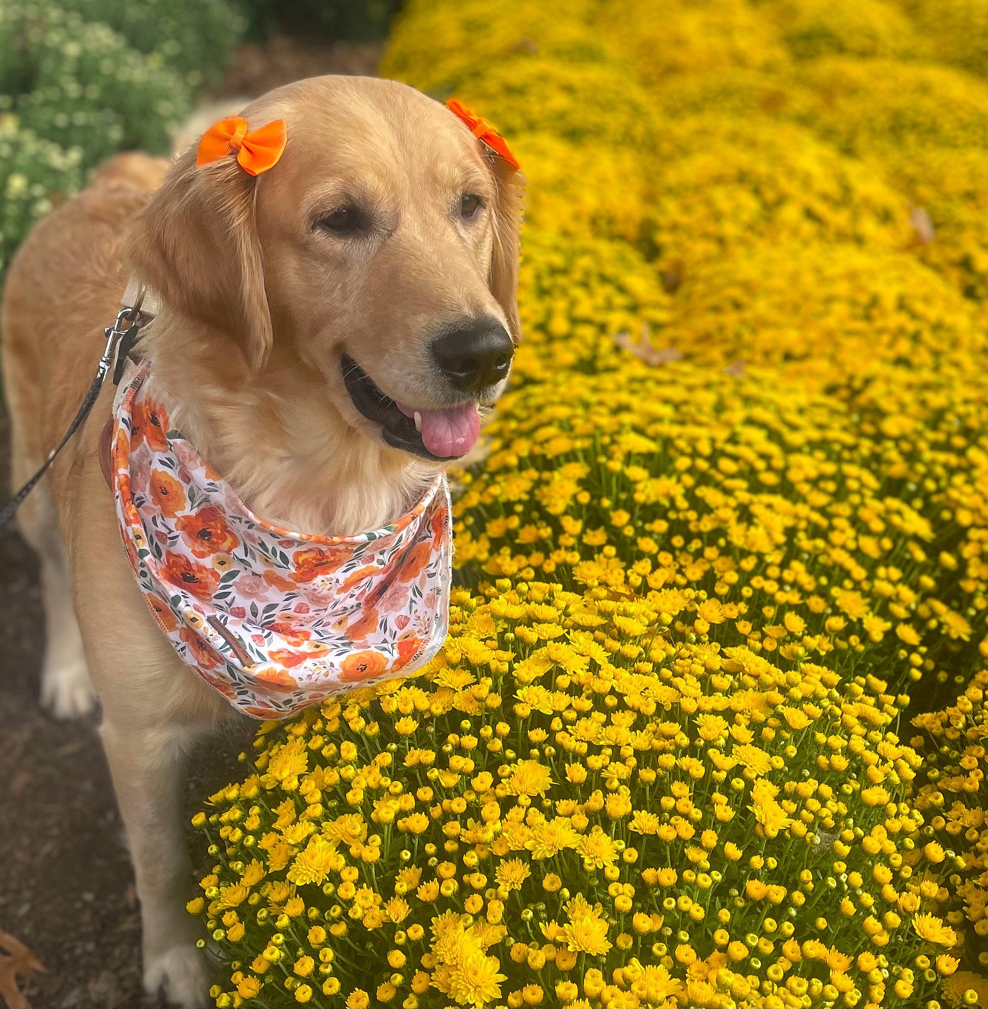 Charlotte is registered to the contest to win money with this photo: annual_plant, carnivore, collar, companion_dog, dog, dog_breed, dog_collar, dog_supply, fawn, flower, grass, groundcover, gun_dog, happy, people_in_nature, pet_supply, petal, plant, working_animal, yellow