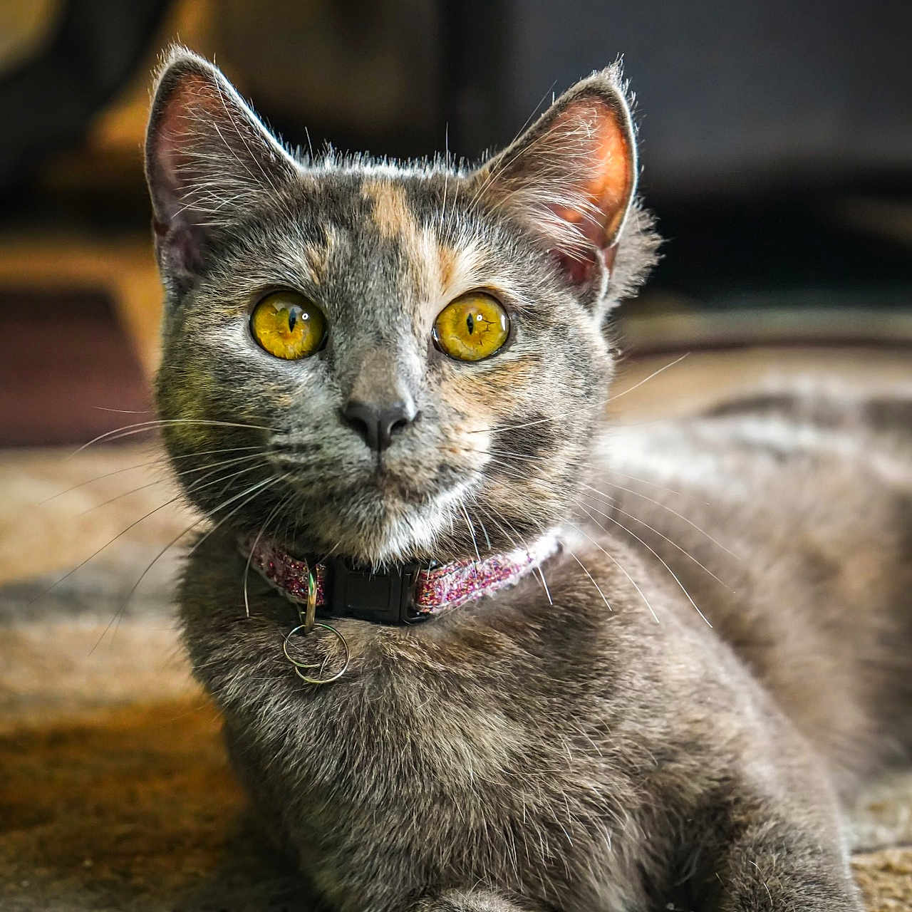 Mancha joined the competition — help win amazing prizes! animal, carpet, cat, close_up, collar, cute, domestic_cat, ears, feline, focused, fur, indoor, laying_down, muzzle, nose, pet, portrait, relaxed, whiskers, yellow_eyes