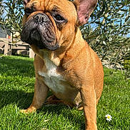 Bella a rejoint le concours — aidez-le/la à gagner de superbes lots ! dog, french_bulldog, grass, flower, daisy, outdoor, sunlight, pet, animal, leafy_bush, greenery, nature, canine, ears, fur, portrait, sitting, daylight, background, closeup