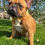 dog, french_bulldog, grass, flower, daisy, outdoor, sunlight, pet, animal, leafy_bush, greenery, nature, canine, ears, fur, portrait, sitting, daylight, background, closeup