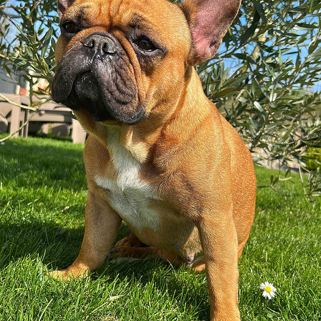 Bella a rejoint le concours — aidez-le/la à gagner de superbes lots ! animal, background, canine, closeup, daisy, daylight, dog, ears, flower, french_bulldog, fur, grass, greenery, leafy_bush, nature, outdoor, pet, portrait, sitting, sunlight