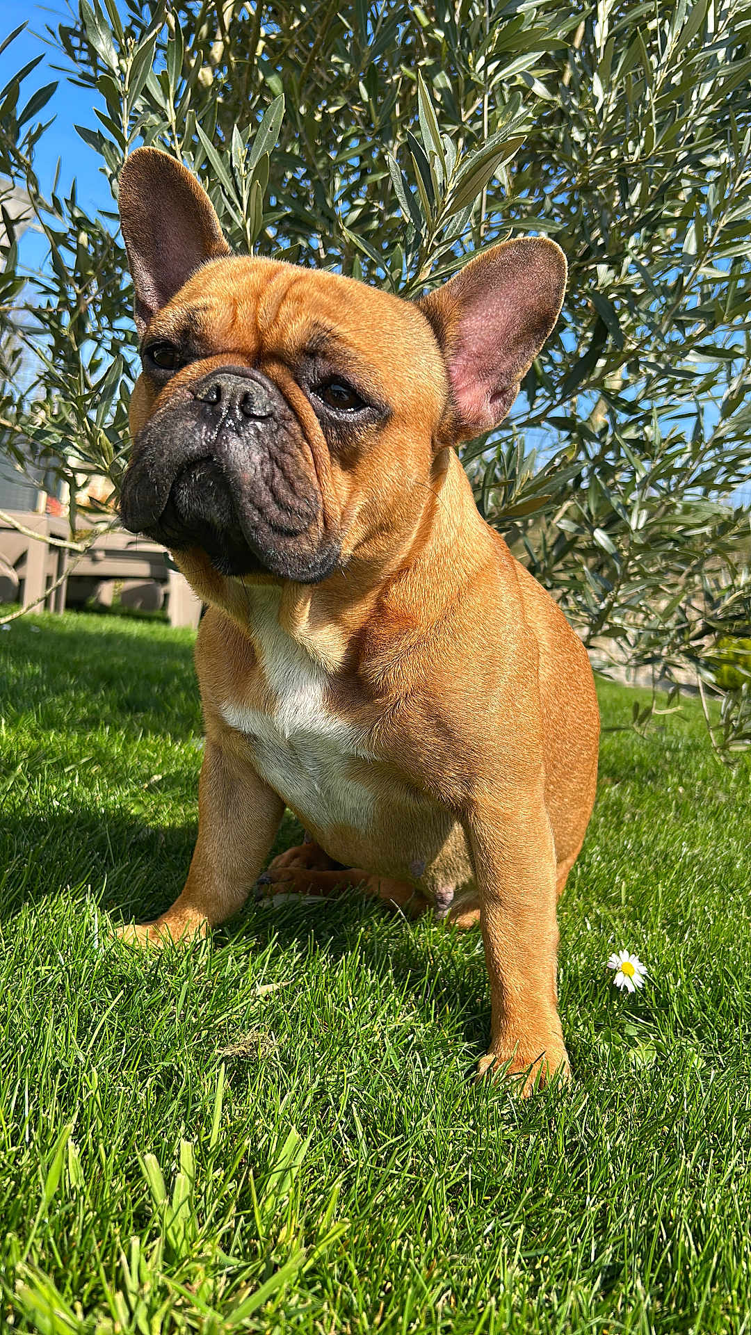 Bella a rejoint le concours — aidez-le/la à gagner de superbes lots ! dog, french_bulldog, grass, flower, daisy, outdoor, sunlight, pet, animal, leafy_bush, greenery, nature, canine, ears, fur, portrait, sitting, daylight, background, closeup
