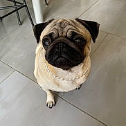 Daizy participe au concours pour gagner de l'argent avec cette photo : animal, canine, dog, pet, pug, puppy, tile