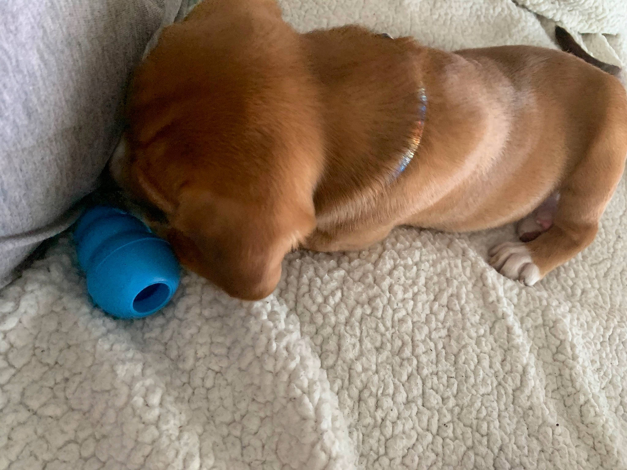 Saint is registered to the contest to win money with this photo: canidae, caramel_color, carnivore, companion_dog, dachshund, dog, dog_breed, fawn, liver, mammal, puppy, snout, sporting_group, vizsla