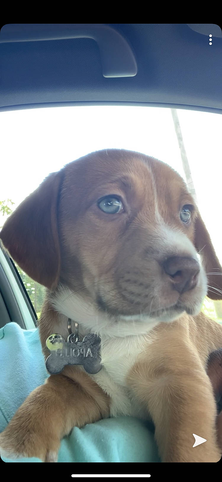 Saint joined the competition — help win amazing prizes! beagador, canidae, carnivore, companion_dog, dog, dog_breed, fawn, hunting_dog, mammal, pachon_navarro, pointer, portuguese_pointer, puppy, rare_breed_dog, snout, sporting_group, vertebrate, vizsla