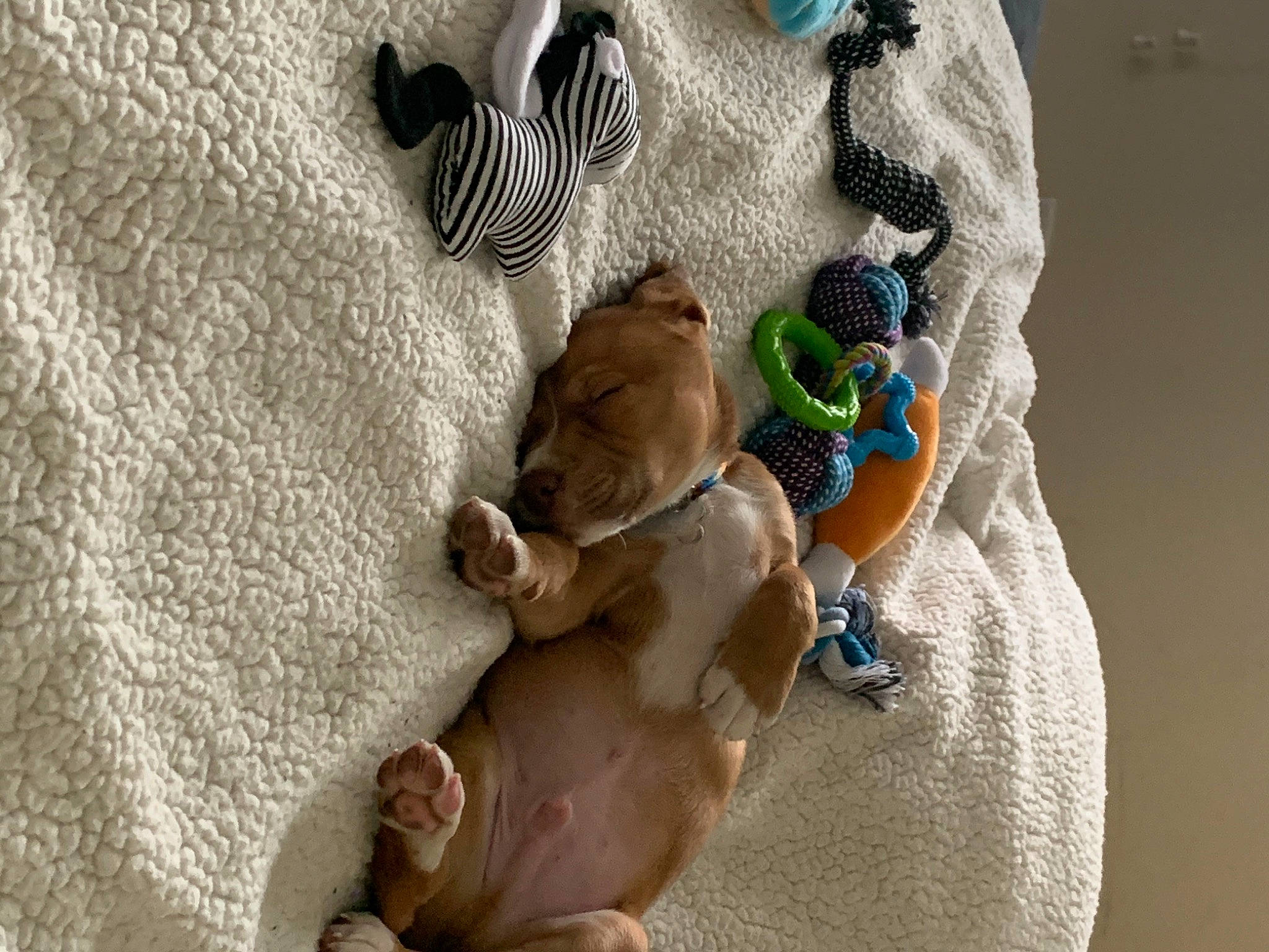 Saint joined the competition — help win amazing prizes! canidae, carnivore, child, dog, dog_breed, fawn, non_sporting_group, puppy, sporting_group, weimaraner