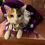 Sammi is registered to the contest to win money with this photo: cat, calico_cat, pet, costume, purple, tulle, pom_pom, collar, id_tag, whiskers, paws, couch, indoor, close_up, portrait, green_eyes, hat, fabric, velvet, relaxed