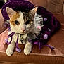 cat, calico_cat, pet, costume, purple, tulle, pom_pom, collar, id_tag, whiskers, paws, couch, indoor, close_up, portrait, green_eyes, hat, fabric, velvet, relaxed