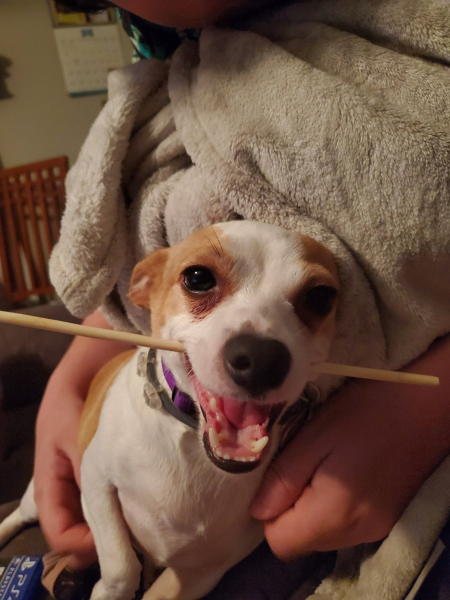 Pip joined the competition — help win amazing prizes! beagle, canidae, carnivore, companion_dog, dog, dog_breed, ear, harrier, mammal, parson_russell_terrier, pointer, puppy, puppy_love, russell_terrier, snout, sporting_group, vertebrate