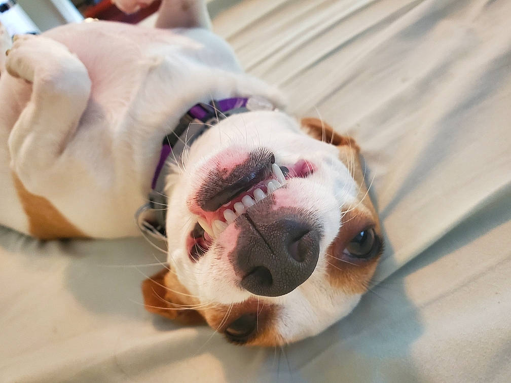 Pip joined the competition — help win amazing prizes! american_bulldog, australian_bulldog, bulldog, canidae, carnivore, companion_dog, dog, dog_breed, french_bulldog, mammal, non_sporting_group, nose, old_english_bulldog, olde_english_bulldogge, puppy, puppy_love, snout, toy_bulldog, valley_bulldog, white_english_bulldog
