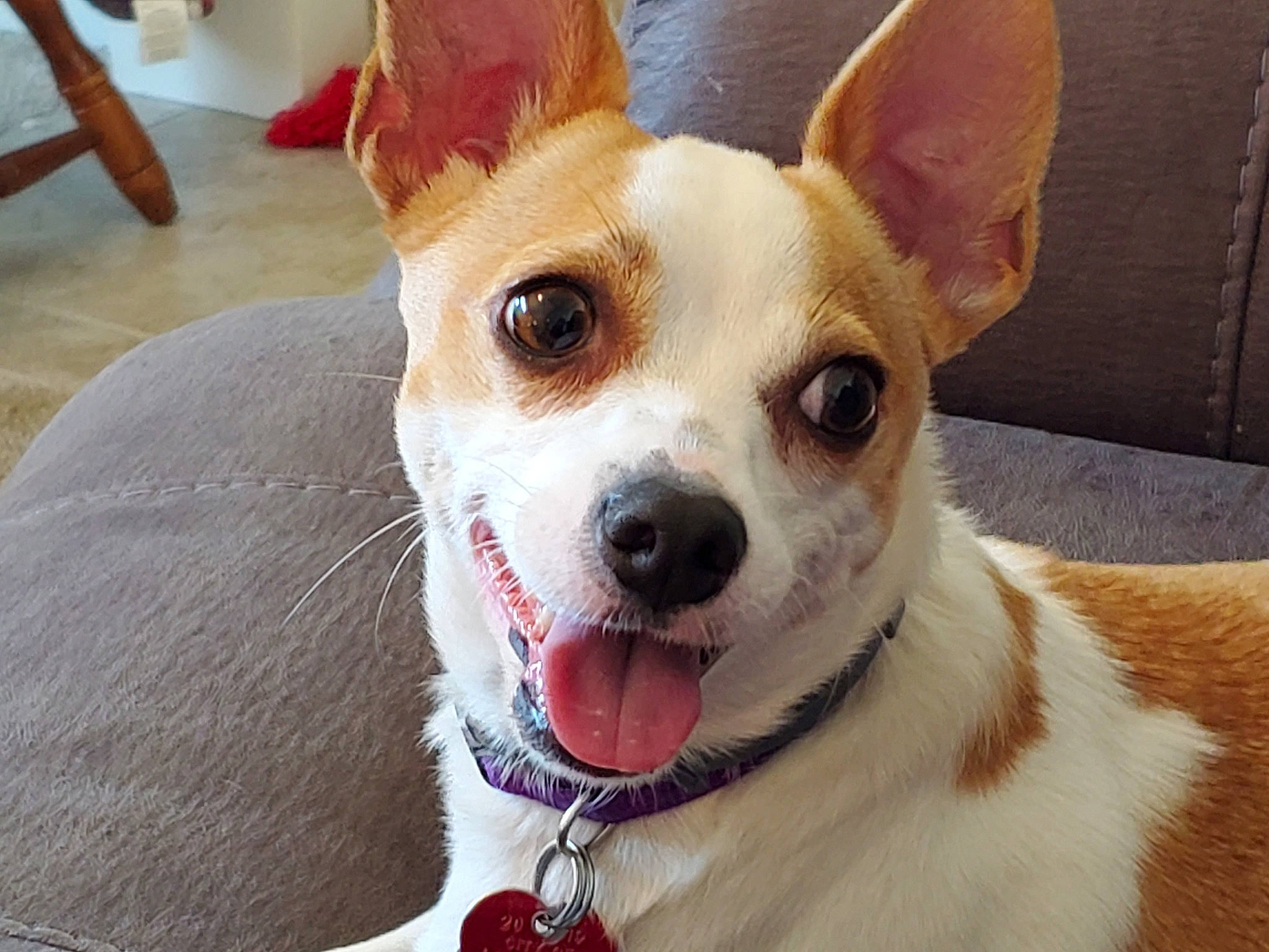Pip joined the competition — help win amazing prizes! ancient_dog_breeds, canidae, carnivore, chihuahua, companion_dog, corgi_chihuahua, dog, dog_breed, ear, feist, mammal, miniature_fox_terrier, rare_breed_dog, rat_terrier, snout, teddy_roosevelt_terrier, tenterfield_terrier, toy_fox_terrier, vertebrate, whiskers