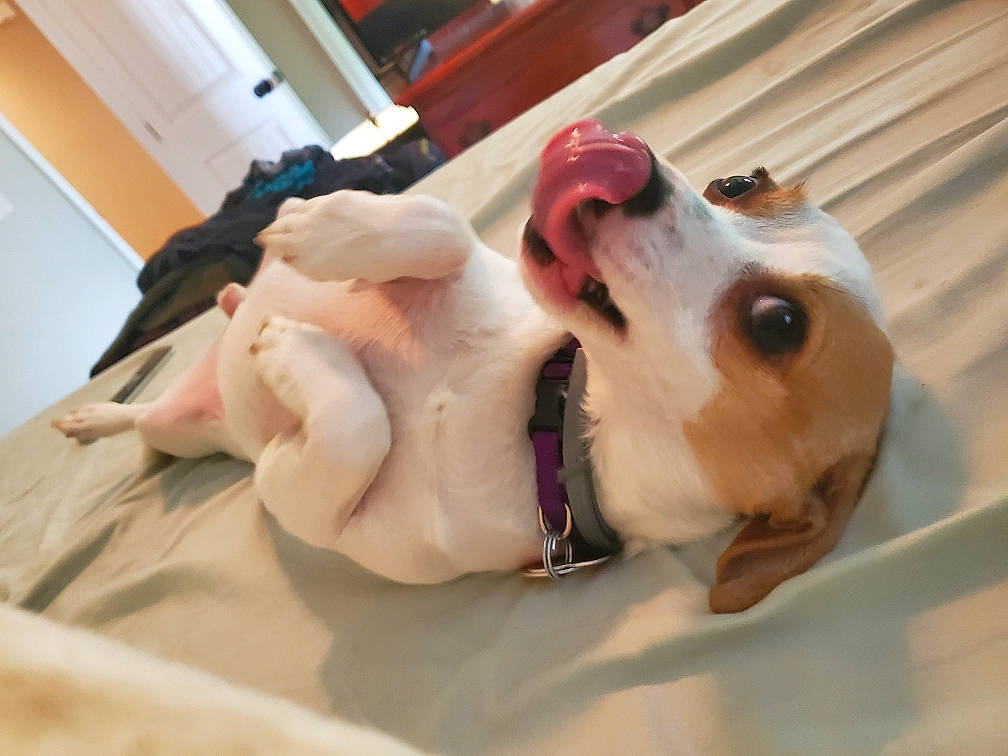 Pip is registered to the contest to win money with this photo: canidae, carnivore, companion_dog, dog, dog_breed, ear, fawn, puppy, puppy_love, russell_terrier, snout