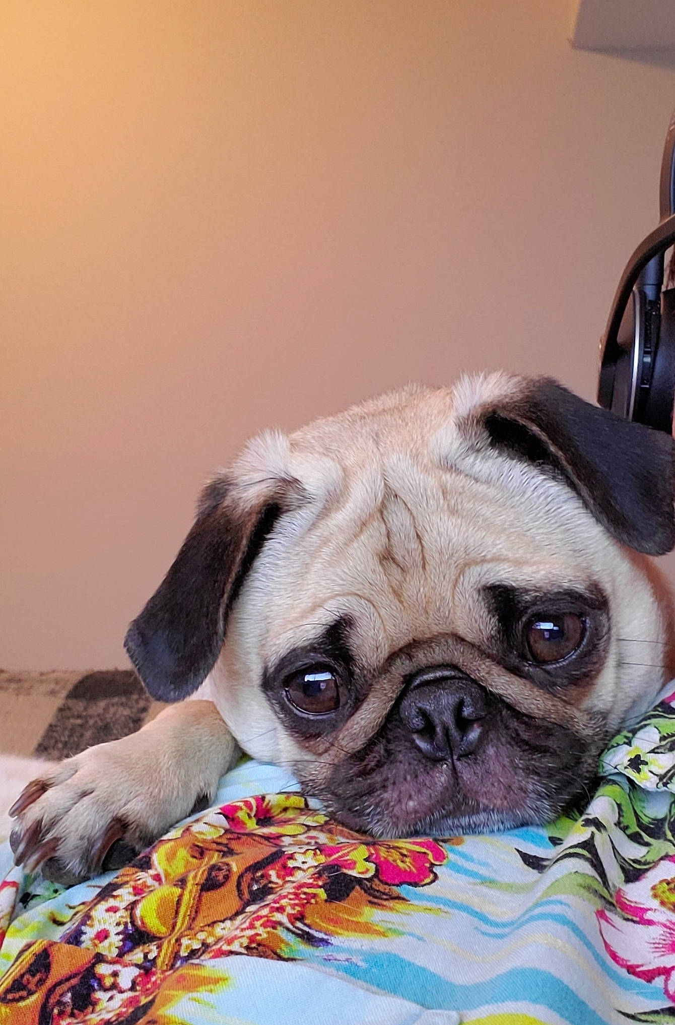 Autumn joined the competition — help win amazing prizes! canidae, carnivore, companion_dog, dog, dog_breed, fawn, mammal, pug, puppy, puppy_love, snout, toy_dog, vertebrate