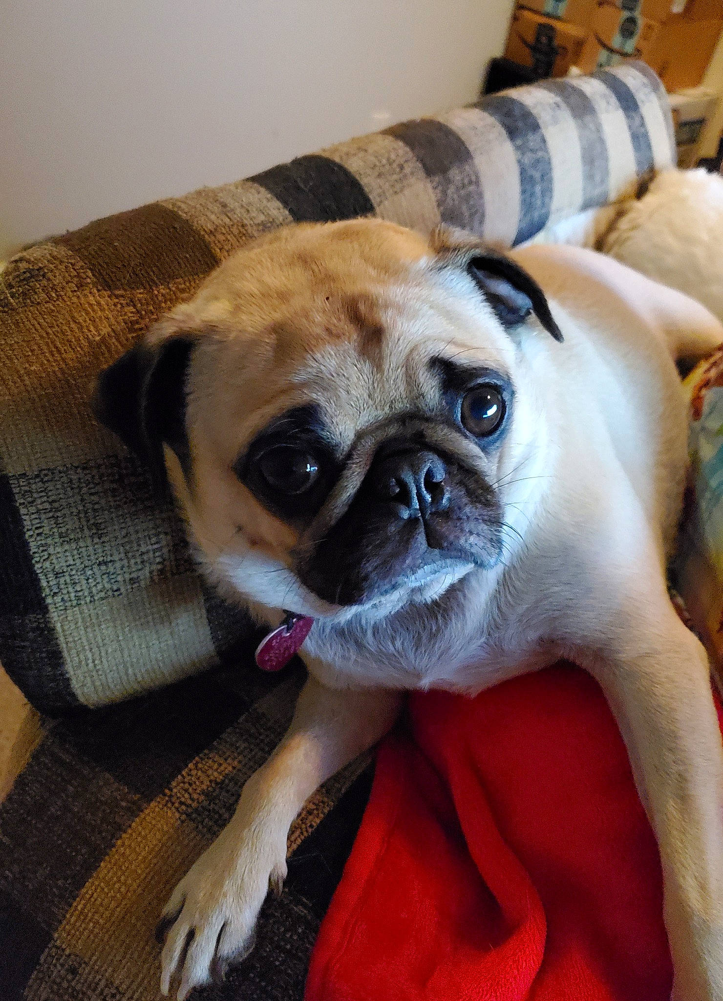 Autumn is registered to the contest to win money with this photo: ancient_dog_breeds, canidae, carnivore, companion_dog, dog, dog_breed, eye, fawn, mammal, nose, pug, puggle, puppy, puppy_love, skin, snout, sporting_group, toy_dog, vertebrate, whiskers