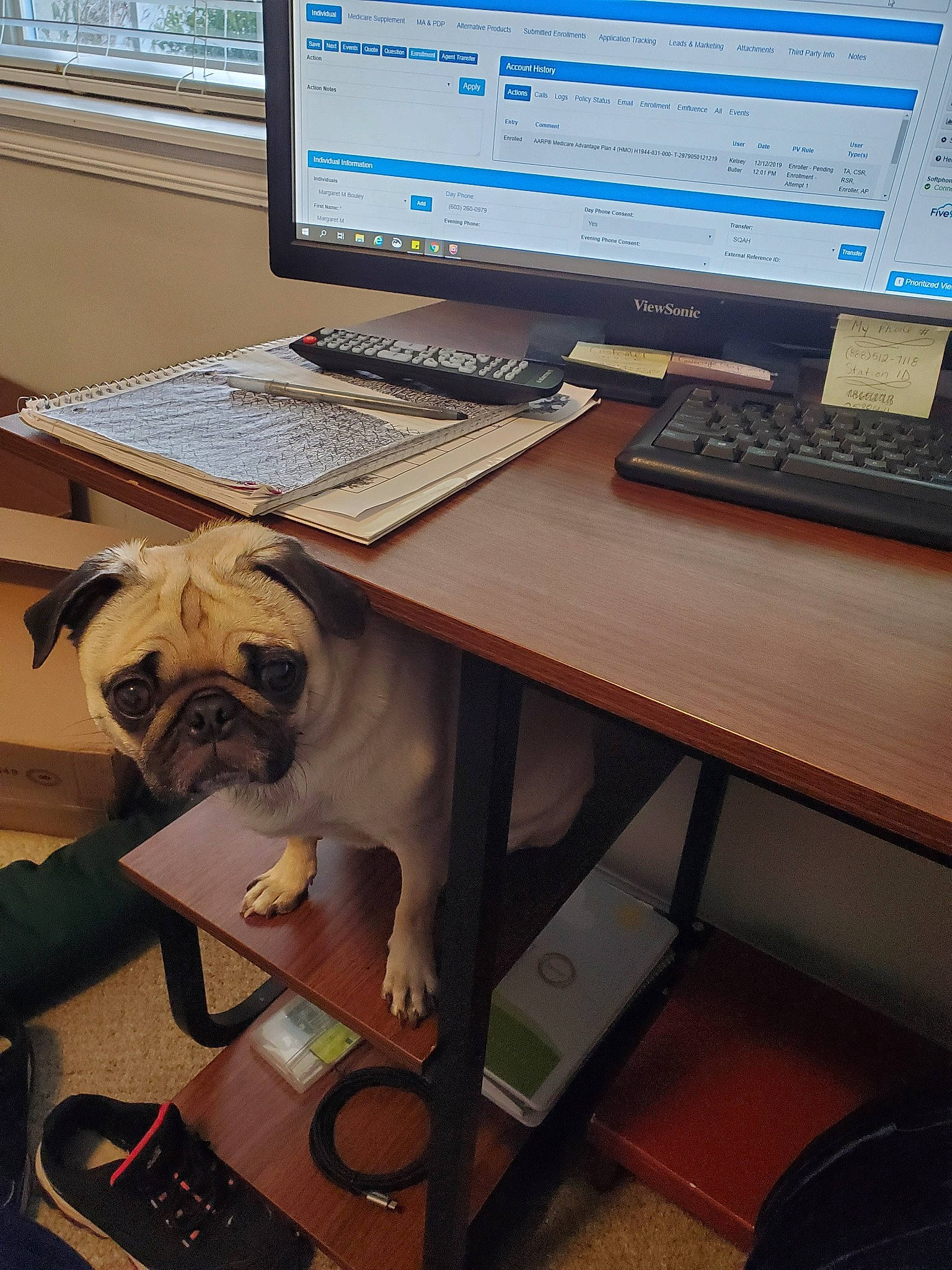 Autumn is registered to the contest to win money with this photo: canidae, carnivore, companion_dog, computer, computer_keyboard, computer_monitor, desk, desktop_computer, display_device, dog, electronic_device, furniture, laptop, non_sporting_group, personal_computer, screen, snout, table, technology