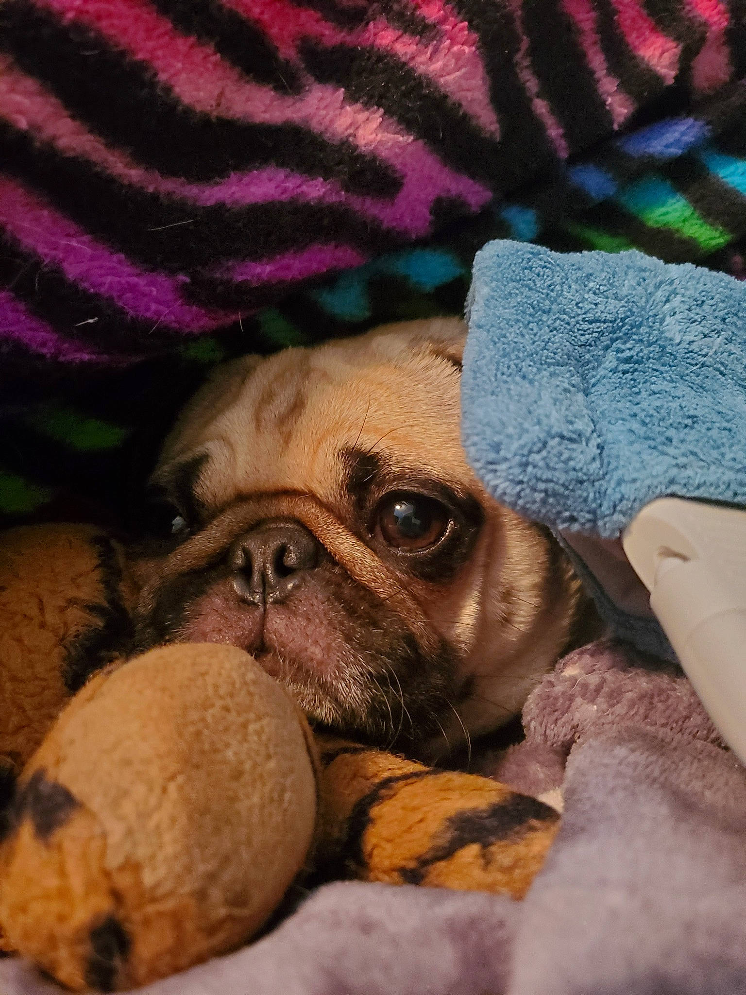 Autumn is registered to the contest to win money with this photo: canidae, carnivore, companion_dog, dog, dog_breed, fawn, mammal, pug, puggle, puppy, puppy_love, skin, snout, toy_dog, wrinkle