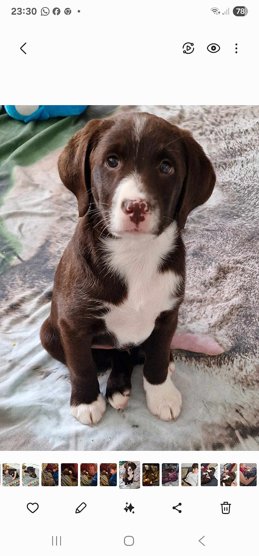 Beau