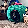 Lucy Lou is registered to the contest to win money with this photo: animal, architecture, basket, box, building, canine, cat, chair, couch, den, dog, furniture, homedecor, indoors, interiordesign, kitten, livingroom, manx, pet, room