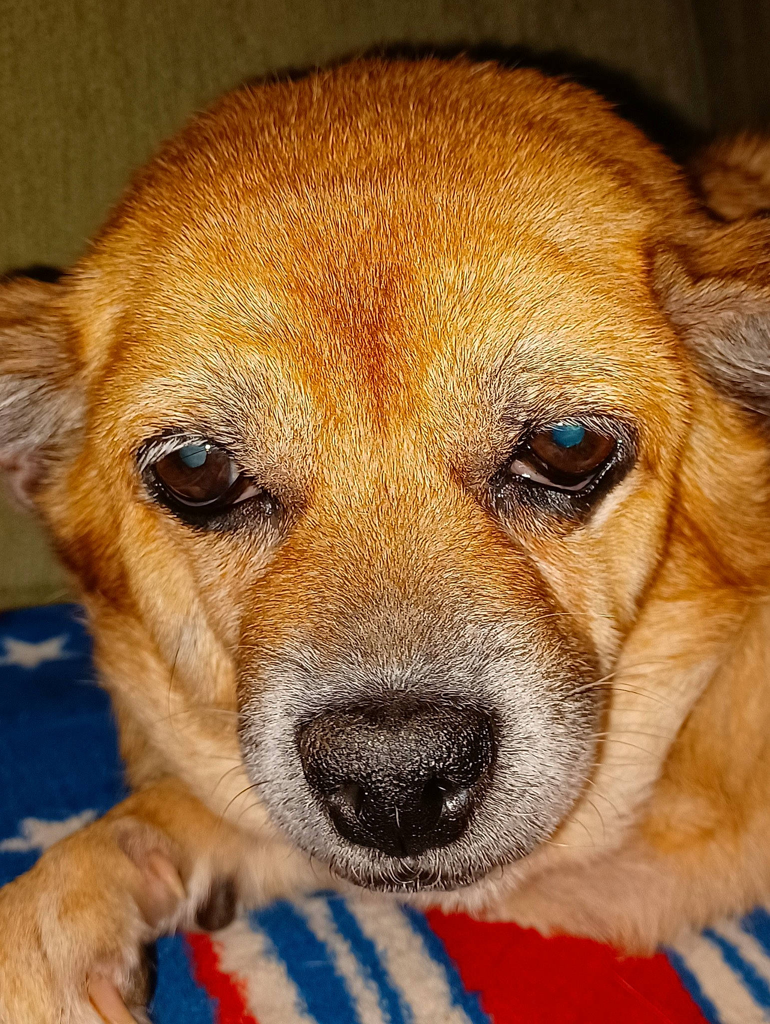 Ladybird is registered to the contest to win money with this photo: canidae, carnivore, close_up, companion_dog, dog, dog_breed, ear, fawn, fur, non_sporting_group, paw, photography, snout, soft_drink, sporting_group, terrestrial_animal, whiskers