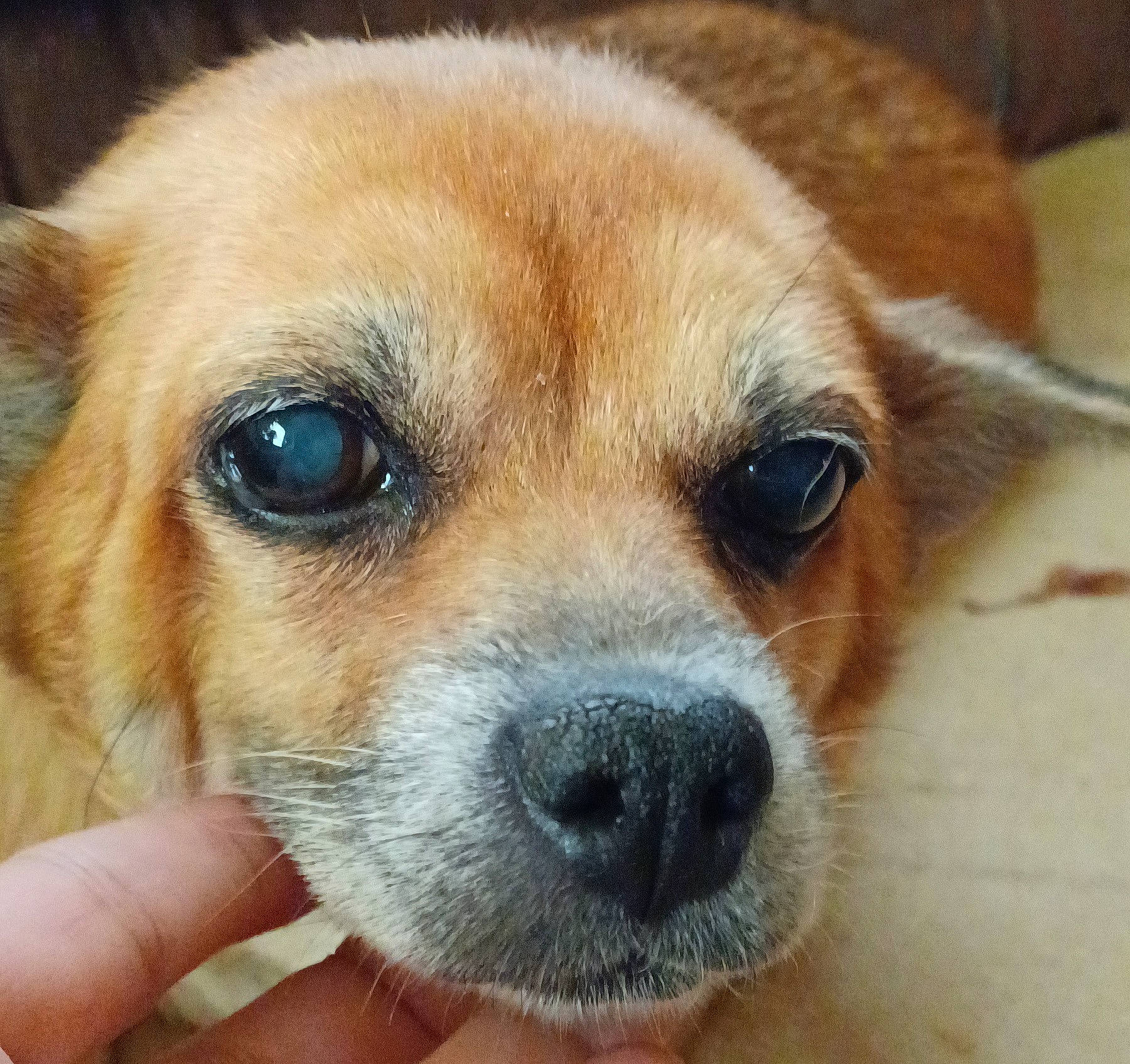 Ladybird is registered to the contest to win money with this photo: canidae, carnivore, close_up, collar, companion_dog, corgi_chihuahua, dog, dog_breed, ear, fawn, fur, paw, photography, puppy, snout, sporting_group, terrestrial_animal, toy_dog, whiskers, working_animal