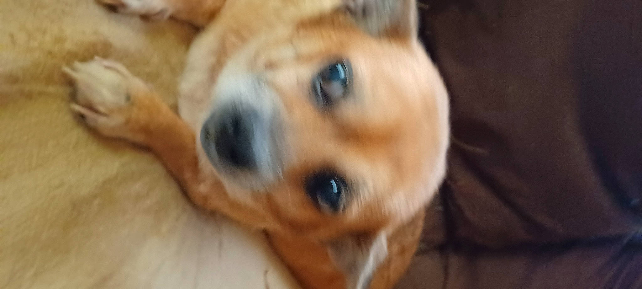 Ladybird joined the competition — help win amazing prizes! canidae, carnivore, companion_dog, dog, dog_breed, ear, fawn, fur, non_sporting_group, paw, photo_caption, plant, puppy, snout, sporting_group, tail, terrestrial_animal, whiskers, wildlife, wood