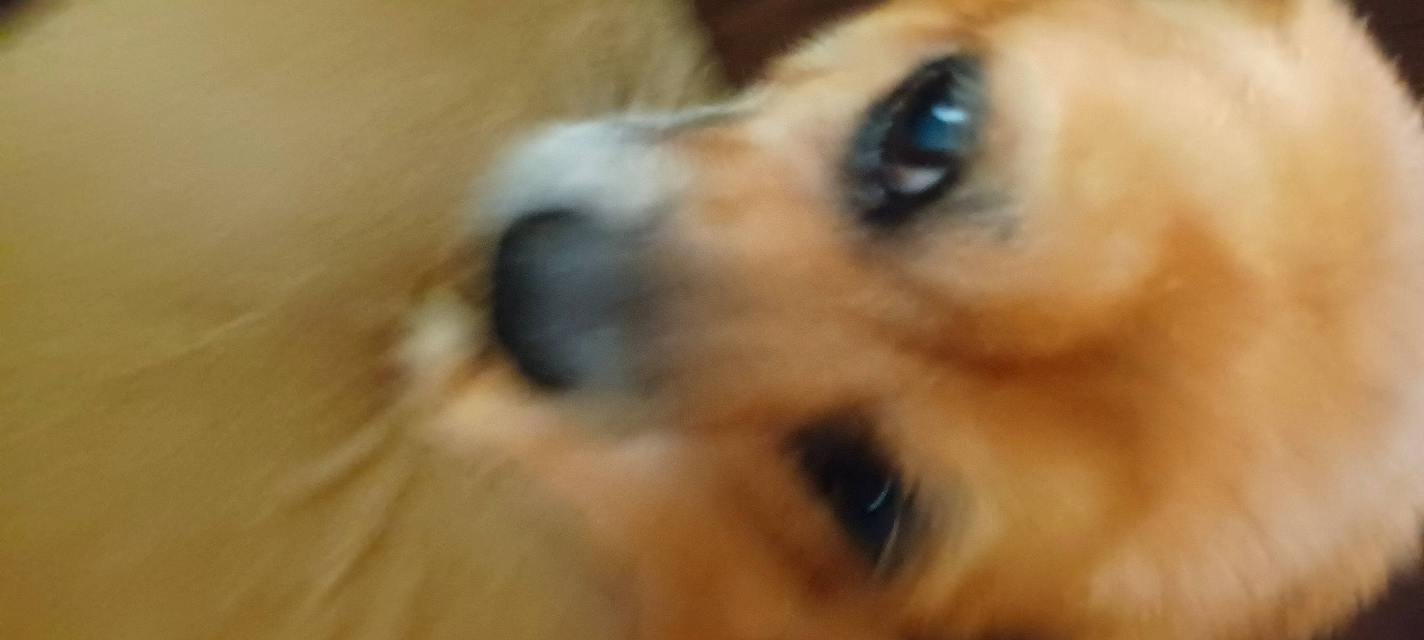 Ladybird is registered to the contest to win money with this photo: canidae, carnivore, companion_dog, dog, dog_breed, ear, eye, eyelash, fawn, fur, hair, head, puppy, snout, sporting_group, terrestrial_animal, toy_dog, whiskers, wood, working_animal