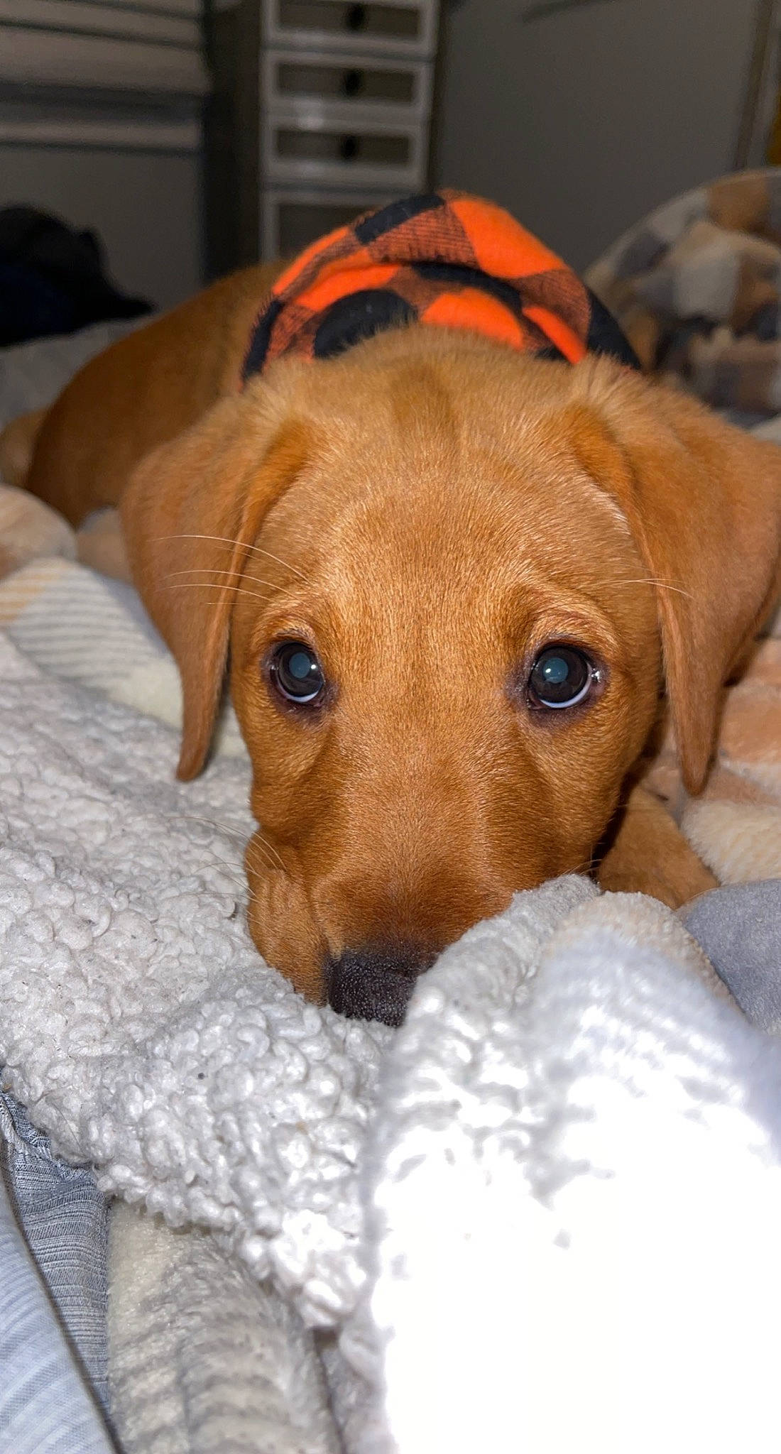 Ripley is registered to the contest to win money with this photo: canidae, carnivore, collar, comfort, companion_dog, dog, dog_bed, dog_breed, dog_supply, ear, eye, fawn, fur, liver, pet_supply, snout, sporting_group, toy, whiskers, working_animal