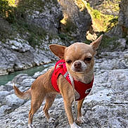 Taya participe au concours pour gagner de l'argent avec cette photo : adventure, animal, canine, chihuahua, cliffs, cute, dog, fur, leash, nature, outdoor, pet, red_harness, river, rocky_terrain, scenic, small_dog, standing, sunlight, wild