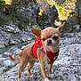 adventure, animal, canine, chihuahua, cliffs, cute, dog, fur, leash, nature, outdoor, pet, red_harness, river, rocky_terrain, scenic, small_dog, standing, sunlight, wild
