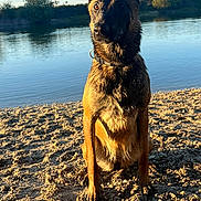 Valkyrie participe au concours pour gagner de l'argent avec cette photo : dog, wet, sand, river, water, outdoor, sunlight, nature, animal, canine, collar, ears, sitting, beach, daylight, reflection, trees, sky, portrait, pet