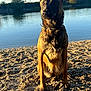 dog, wet, sand, river, water, outdoor, sunlight, nature, animal, canine, collar, ears, sitting, beach, daylight, reflection, trees, sky, portrait, pet