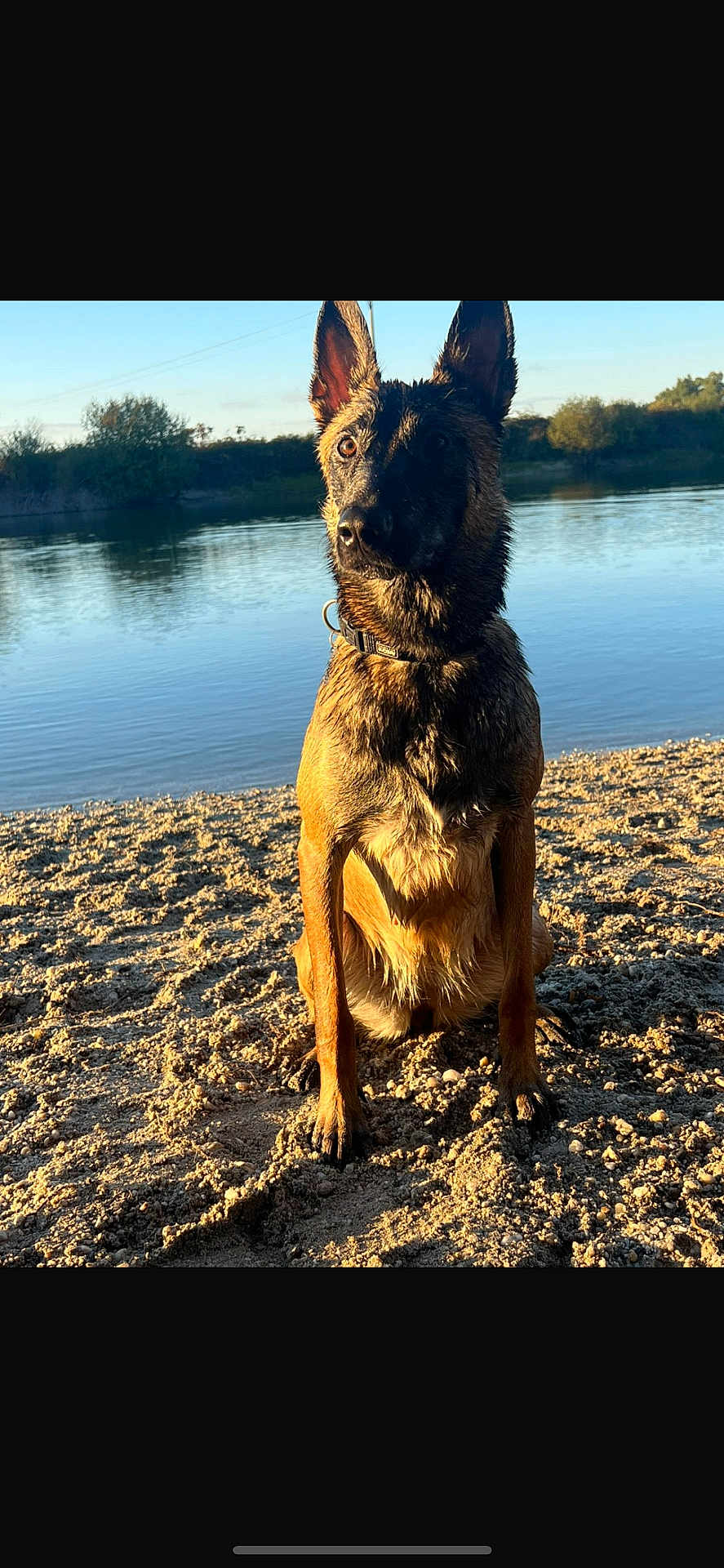 Valkyrie participe au concours pour gagner de l'argent avec cette photo : dog, wet, sand, river, water, outdoor, sunlight, nature, animal, canine, collar, ears, sitting, beach, daylight, reflection, trees, sky, portrait, pet