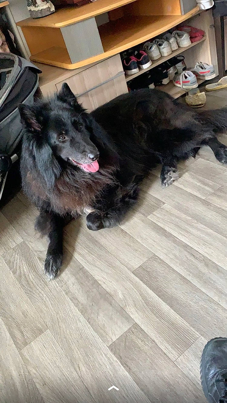 Inouck a rejoint le concours — aidez-le/la à gagner de superbes lots ! canidae, claw, companion_dog, dog, dog_breed, floor, flooring, fur, grey, guard_dog, hardwood, plank, snout, tail, wood, wood_flooring, working_animal