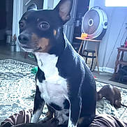 Simon joined the competition — help win amazing prizes! dog, indoor, blanket, carpet, living_room, furniture, fan, table, door, curious, pet, animal, floor, relaxed, domestic, brown, white, black, ears, seated