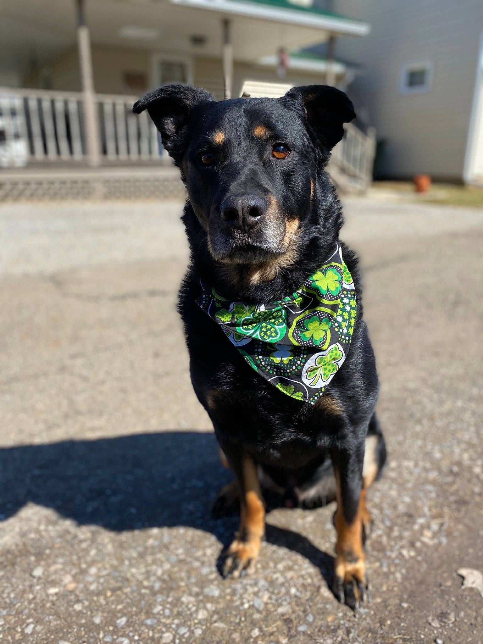 Jake joined the competition — help win amazing prizes! beauceron, canidae, carnivore, companion_dog, dog, dog_breed, dog_collar, mammal, rare_breed_dog, snout, sporting_group, working_dog