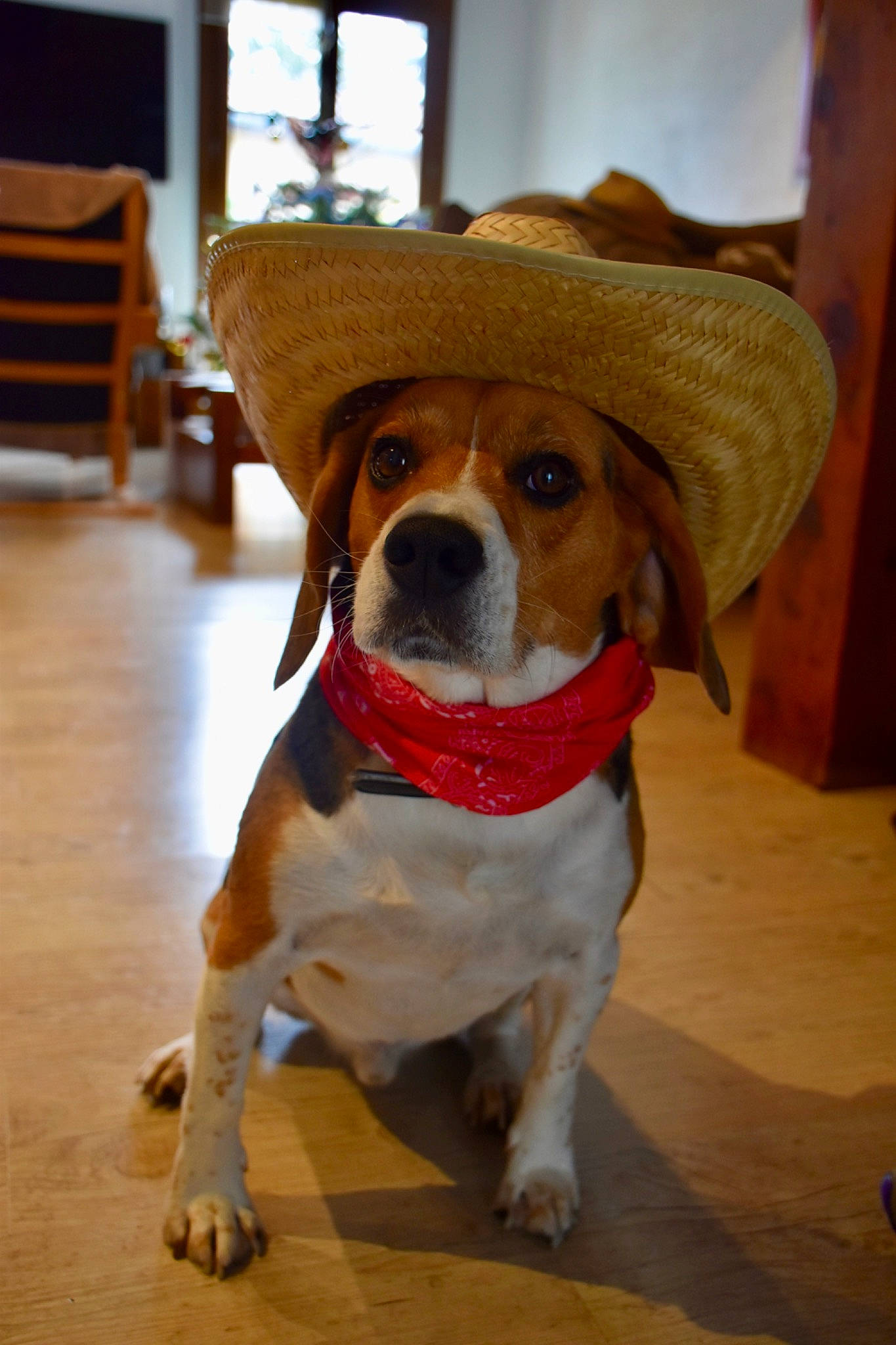 Largo participe au concours pour gagner de l'argent avec cette photo : beagle, carnivore, chair, collar, companion_dog, dog, dog_breed, dog_collar, dog_supply, fawn, flooring, fur, hardwood, leash, scent_hound, snout, sporting_group, tail, wood, working_animal