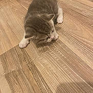 Naya a rejoint le concours — aidez-le/la à gagner de superbes lots ! adorable, animal, cat, curious, cute, exploring, floor, fur, furry, home, indoor, kitten, mammal, pet, small, tabby, walking, white_paws, wooden_floor, young