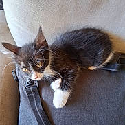 Miracle is registered to the contest to win money with this photo: kitten, cat, pet, feline, whiskers, amber_eyes, black_and_white, cushion, fabric, indoor, cozy, relaxed, cute, small, animal, young, resting, soft, curious, fur