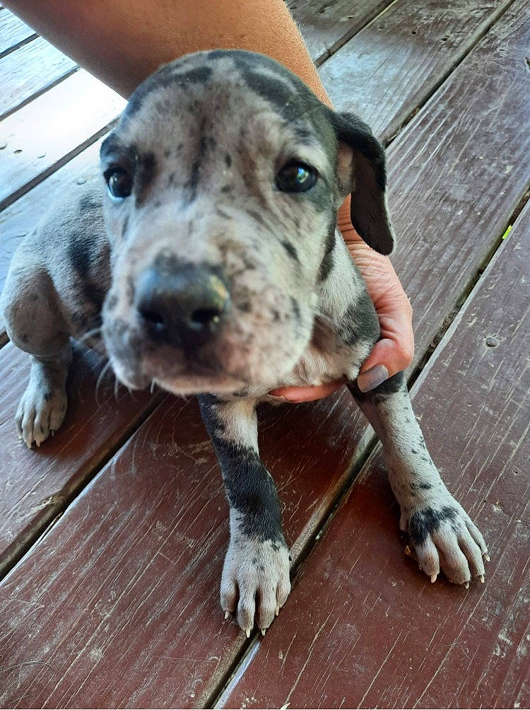 Tonto joined the competition — help win amazing prizes! canidae, carnivore, collar, companion_dog, dog, dog_breed, dog_collar, electric_blue, fawn, hardwood, metal, non_sporting_group, pet_supply, plank, snout, sporting_group, terrestrial_animal, whiskers, wood, working_animal