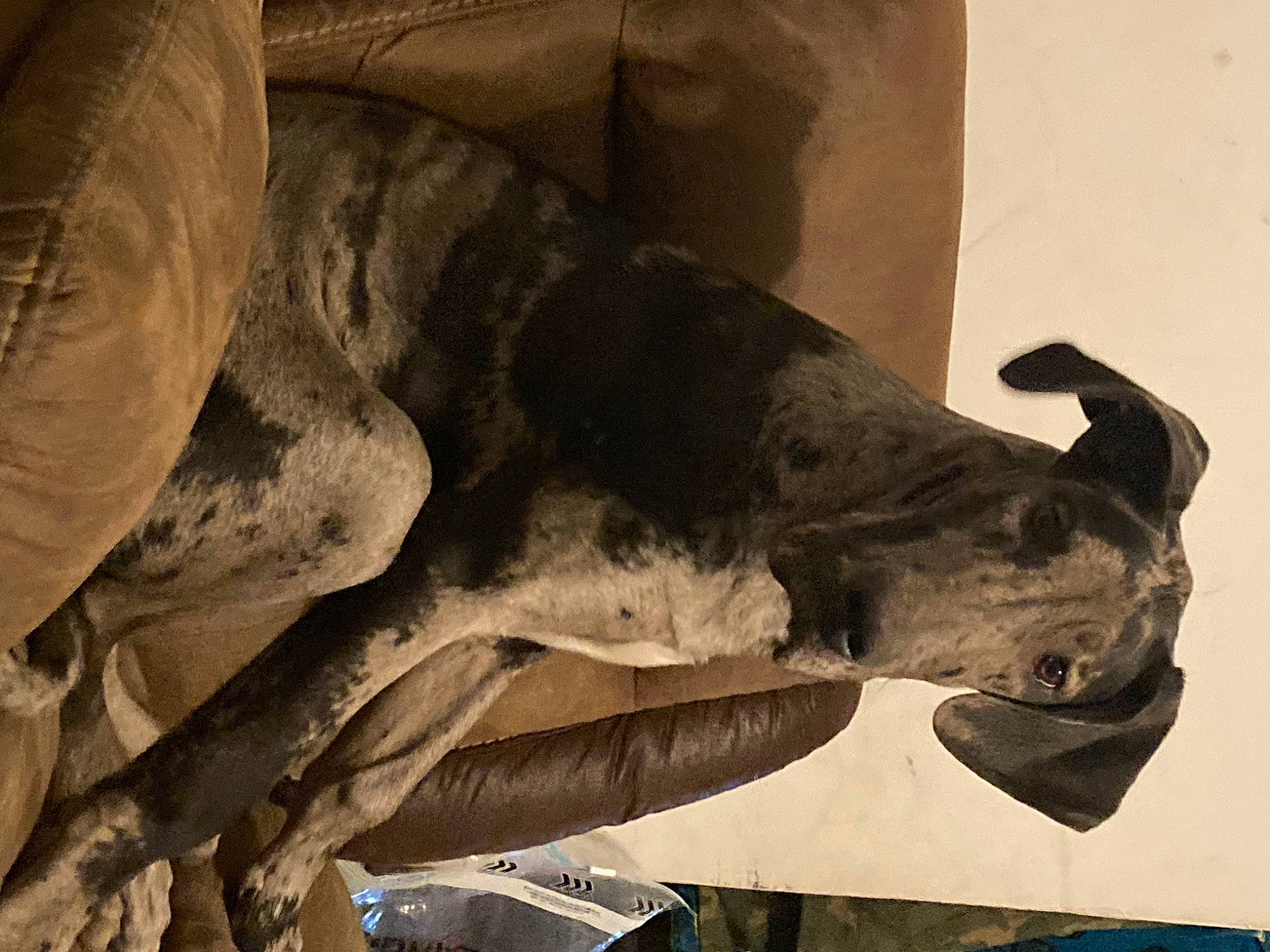 Tonto is registered to the contest to win money with this photo: art, artifact, bone, building, carnivore, dog, dog_breed, extinction, foot, gesture, great_dane, guard_dog, human_leg, jaw, sculpture, snout, statue, terrestrial_animal, wood, working_animal