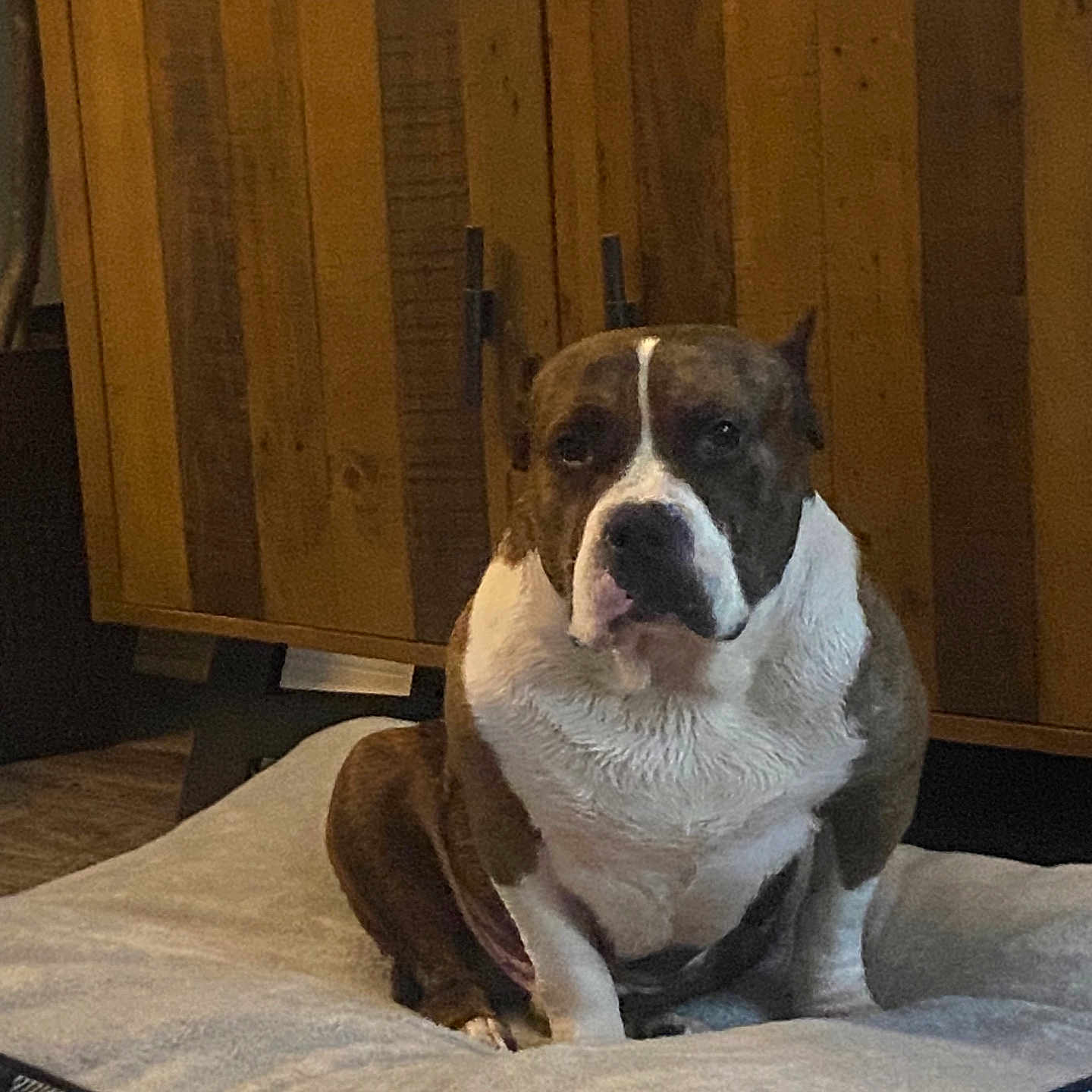 Bruno joined the competition — help win amazing prizes! animal, art, bostonbull, boxer, bulldog, canine, dog, dogbed, hardwood, indoors, interiordesign, painting, person, pet, pitbull, plant, pottedplant, puppy, stainedwood, wood
