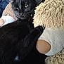 Venom a rejoint le concours — aidez-le/la à gagner de superbes lots ! black_cat, cat, feline, pet, stuffed_animal, teddy_bear, plush_toy, cozy, indoor, resting, paw, fur, cute, animal, soft, companion, close_up, relaxed, home, comfort