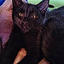 black_cat, cat, pet, feline, close_up, cuddling, fur, animal, cute, companion, domestic_cat, whiskers, ears, eyes, resting, cozy, indoor, two_cats, friendship, soft_fur